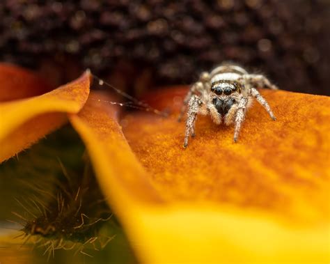 Behavior of Jumping Spiders - Spiders Web HQ