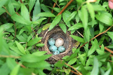 Sparrow Nest With A Cowbird Egg Photograph by Paul J. Fusco