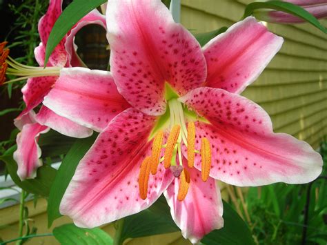 moms pink tiger lily's My Flower, Flowers, Tiger Lily, Plants, Pink ...