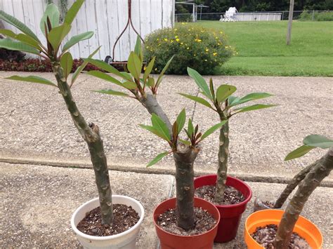 Plumeria cuttings that are starting to root.