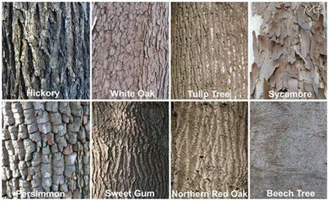 Tree Bark Identification Chart