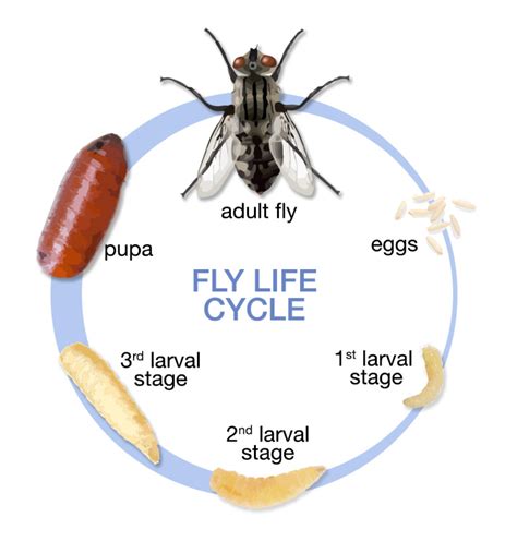 Fly Identification - Types of Flies - House Fly Anatomy & Life Cycle