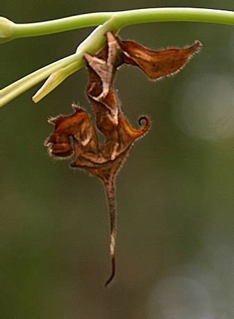 5 Awesome Examples of Caterpillar Camouflage