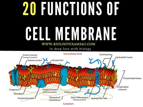 Cell Membrane And Plasma Membrane