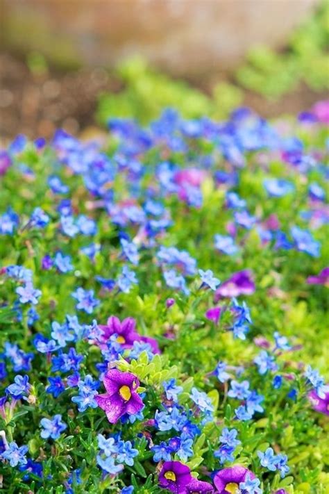 Wild Lavender Ground Cover - ground cover and shrubs