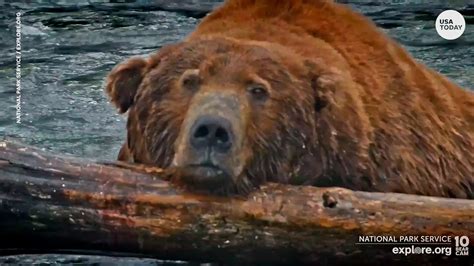 'Fat Bear Week' at Alaska's Katmai National Park is a game of survival