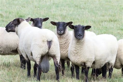 A Flock of Love: The Top Friendliest Sheep Breeds for Your Home