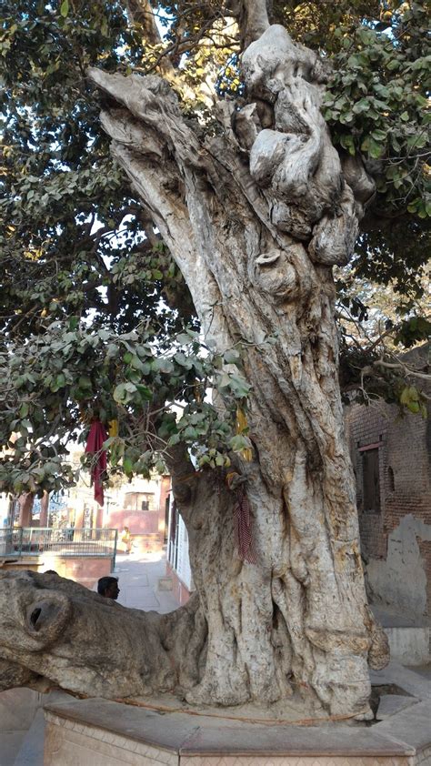 Kaliya Ghat - Place where Krishna subdued the kaliya serpent Urban Yogi