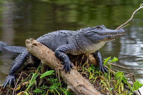 Discover Central Florida's Fascinating Water Creatures