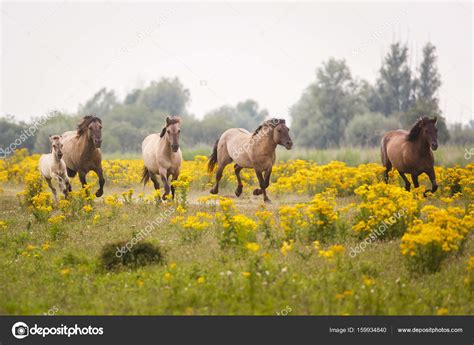 Wild horses in spring meadow — Stock Photo © pimleijen #159934840