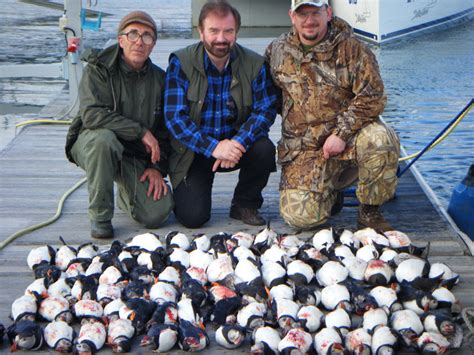 Puffin hunting – Hunting iceland