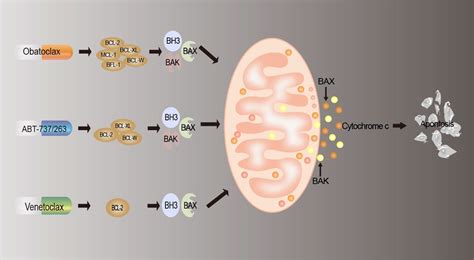 Frontiers | The role of BCL-2 family proteins in regulating apoptosis ...