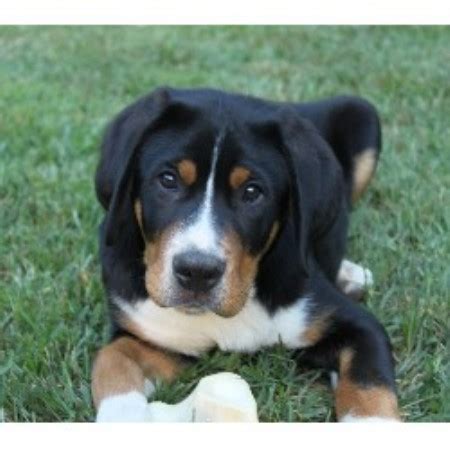 Greater Swiss Mountain Dog Breeders in the USA and Canada | FreeDogListings