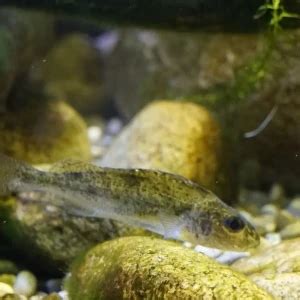 Ruffe - Facts, Diet, Habitat & Pictures on Animalia.bio