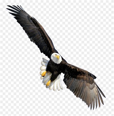 Bald - Bald Eagle Flying Transparent - Free Transparent PNG Clipart ...