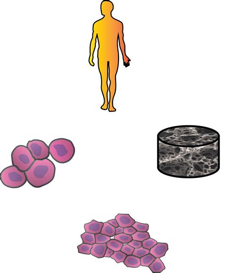 Tissue engineering – Marcus Johns