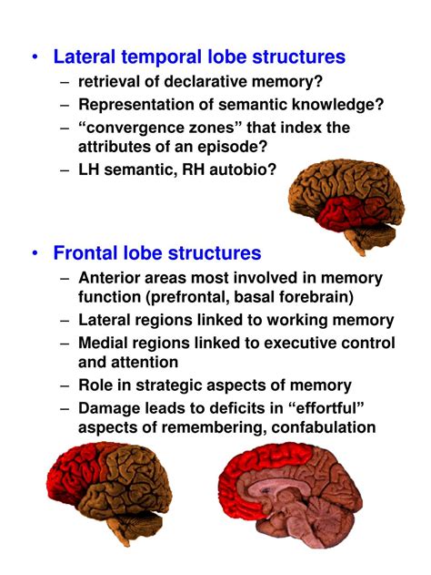 PPT - MEMORY SYSTEMS IN THE BRAIN PowerPoint Presentation, free ...