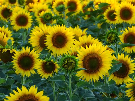 Beautiful Flower Farms in Texas for Flower Picking (2024) - VERY TRULY ...