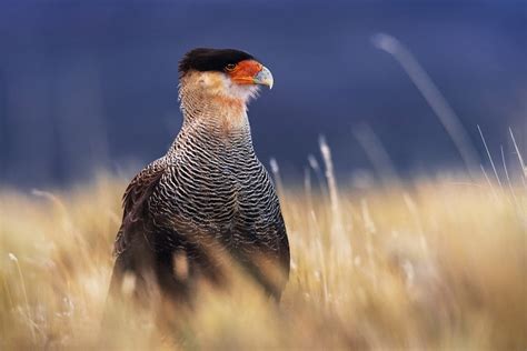 10 Wildlife Photography Tips for Beginners | Iceland Photo Tours