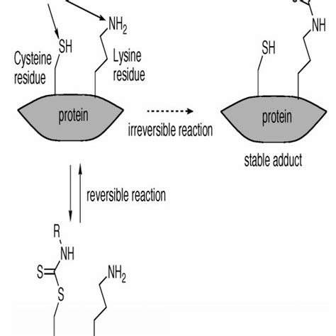 Reaction between isothiocyanate and lysine (Nakamura et al., 2009 ...