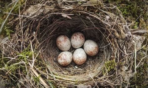 How to Remove a Birds Nest With Eggs in in 4 Easy Steps