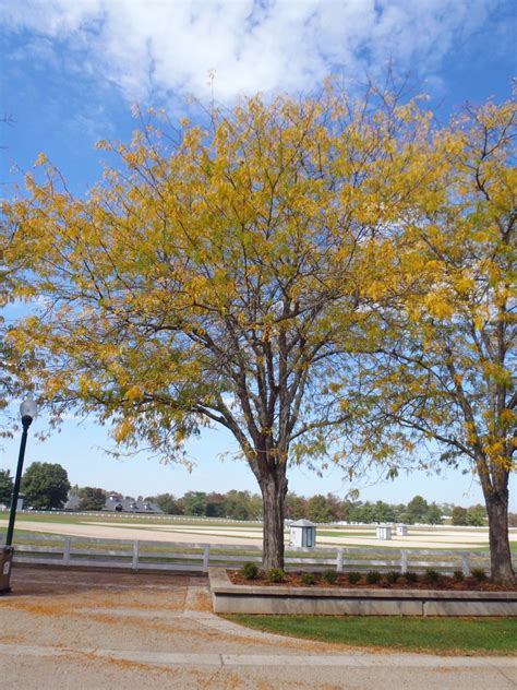 Gleditsia triacanthos (Common Honey Locust, Honeylocust, Honey Locust ...