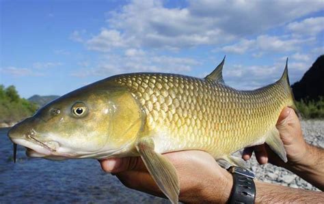 The Barbel: habitat, characteristics and curiosities