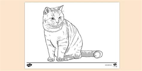 FREE! - Ginger Cat Outline Colouring Sheet | Twinkl Resources