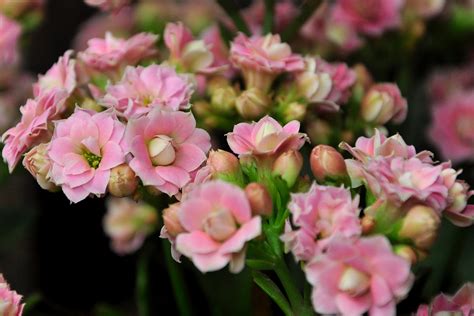 Flowers of the Earth: chinese new year flowers