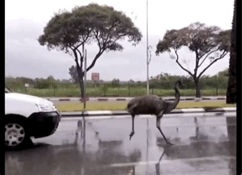 This Emu Ran Wild Down An Israeli Highway And Does Not Care What You Think