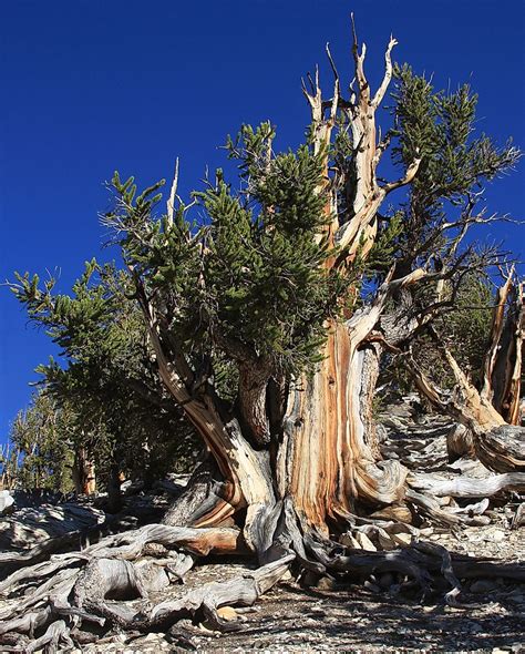 The Record-Holding Extreme Trees Of The World - WorldAtlas