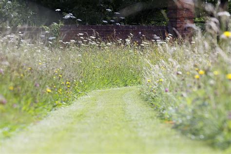 How To Turn Your Lawn Into A Wildflower Meadow (& Why You Should)