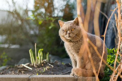 What Does It Mean When Male Cats Have Big Cheeks?