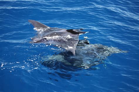 Japanese Devil Ray (Mobula japanica) · iNaturalist