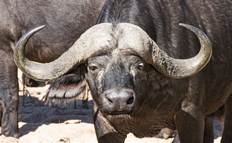 Headshot Of Buffalo With Large Horns Stock Photo - Image of buffalo ...