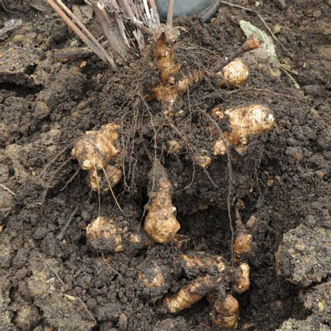 Seminte si plante de gradina hobby: Topinambur-Helianthus tuberosus