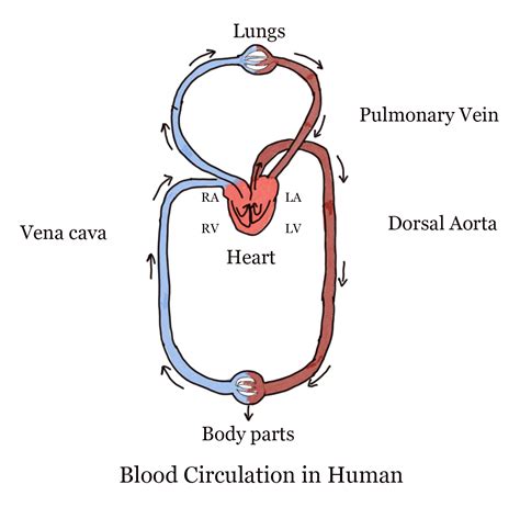 15 Circulatory System Flow Diagram | Robhosking Diagram