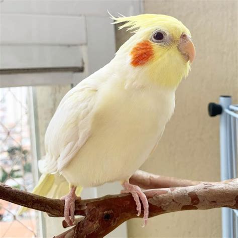 Darla - Cockatiel Cockatoo - Mega Bird Store