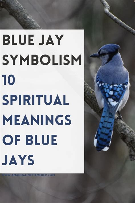 Blue Jay Symbolism — Amanda Linette Meder