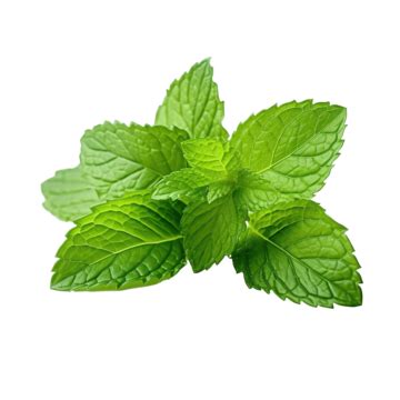 Mint Leaves Isolated, Png, Isolated, Background PNG Transparent Image ...