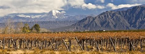 Learn About Malbec, The Popular Red Wine