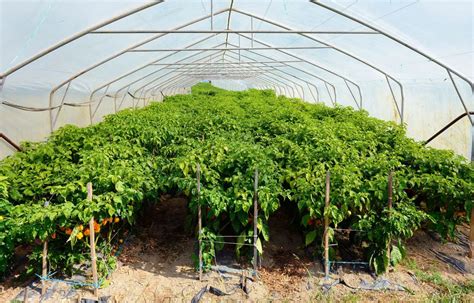 Hartley Greenhouse: Your Complete Guide - Gardening's Core