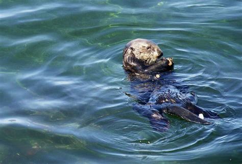 An exclusive interview with California's surfing sea otter