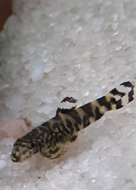 Baby hillstream loaches - Fish Breeding - C.A.R.E.