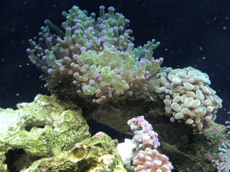 Hammer coral growth? | Reef2Reef