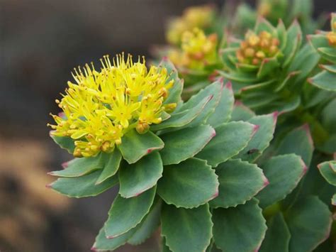 How Rhodiola Boosts Performance and Naturally Eases Depression