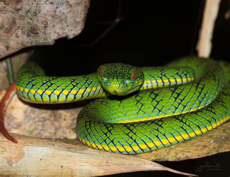 Pit Viper Snake Poisonous | Images and Photos finder