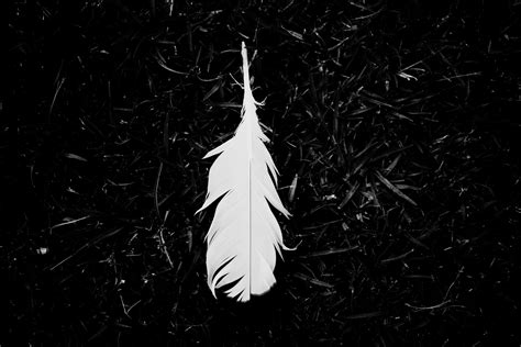 Black And White Feather Wallpaper