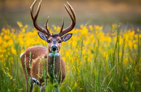 Do Female Deer Have Antlers? Know The Surprising Reality! - DeerSeason.Org