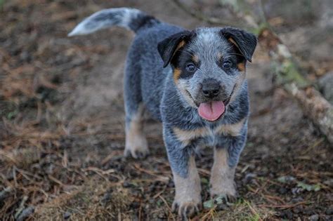 blue australian cattle dog puppy